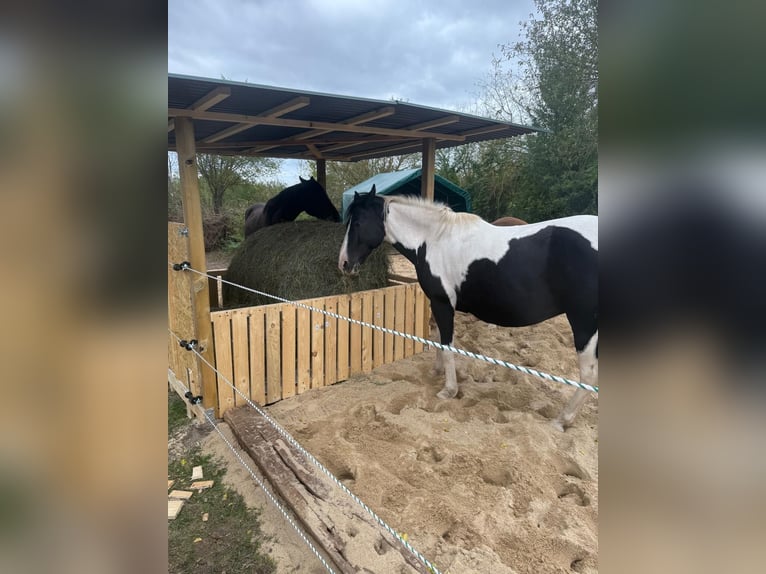 Pintos Gelding 10 years 14,3 hh Pinto in Petersberg