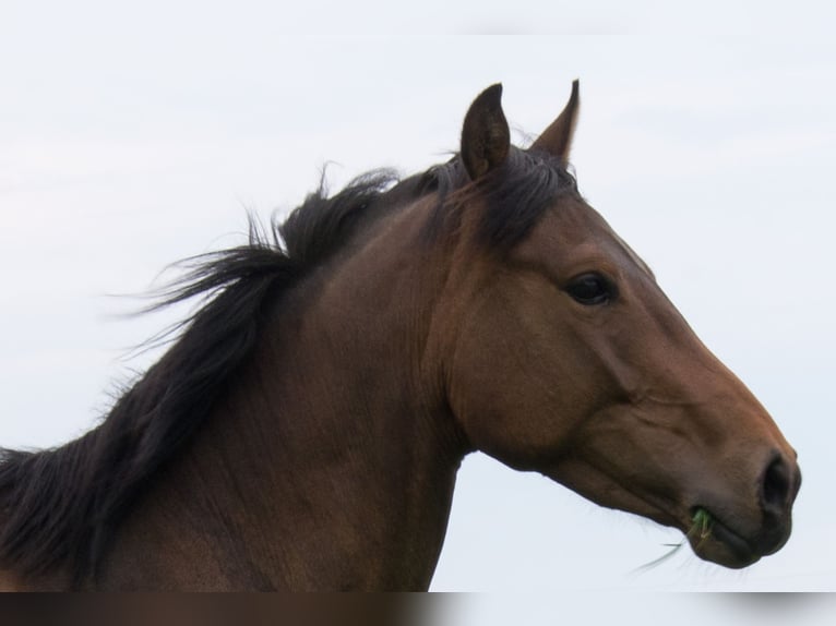 Pintos Gelding 10 years 15,1 hh Dun in L&#xFC;tjenburg