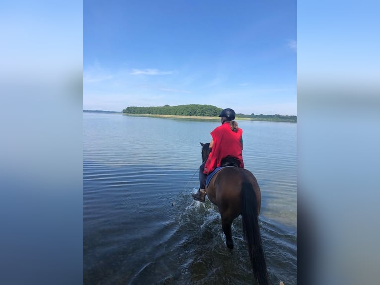Pintos Gelding 10 years 15,1 hh Dun in L&#xFC;tjenburg