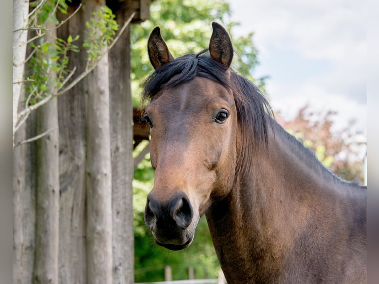 Pintos Gelding 10 years 15,1 hh Dun in L&#xFC;tjenburg