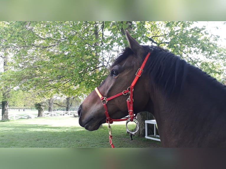 Pintos Gelding 10 years 15,1 hh Dun in L&#xFC;tjenburg