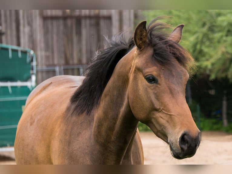 Pintos Gelding 10 years 15,1 hh Dun in L&#xFC;tjenburg