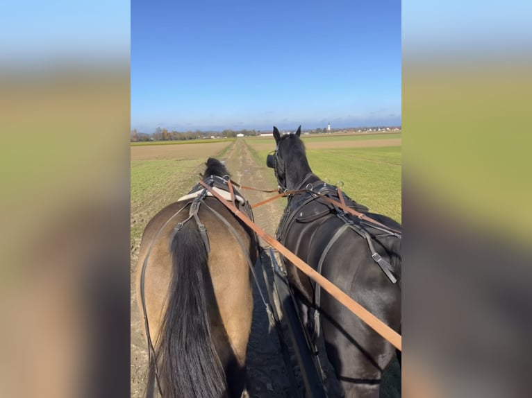 Pintos Gelding 10 years 16,1 hh Brown in Langerringen