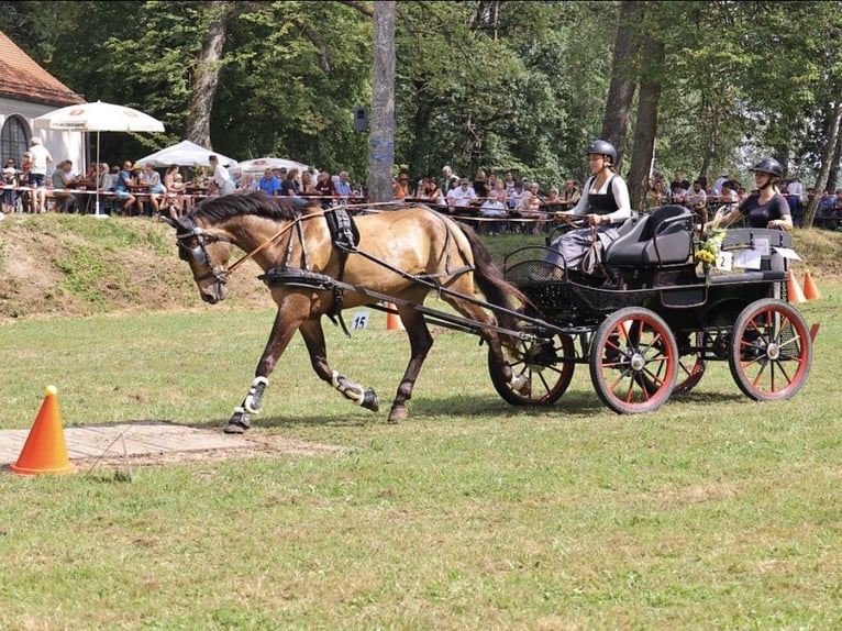 Pintos Gelding 10 years 16,1 hh Brown in Langerringen