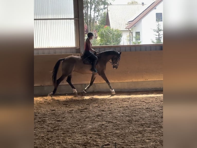 Pintos Gelding 10 years 16,1 hh Brown in Langerringen