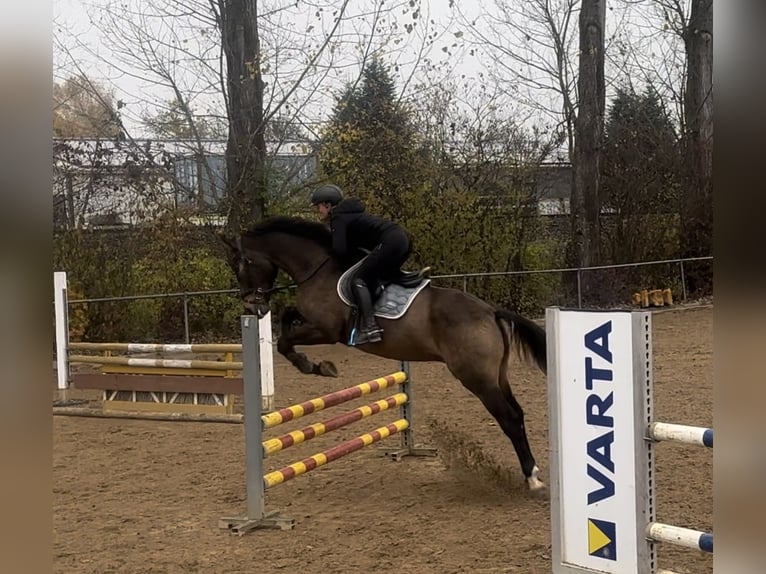 Pintos Gelding 10 years 16,1 hh Brown in Langerringen