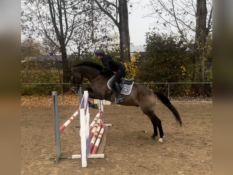 Pintos Gelding 10 years 16,1 hh Brown in Langerringen