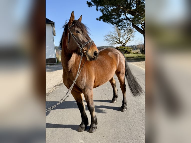 Pintos Gelding 11 years 15.2 hh Brown in Pelmberg