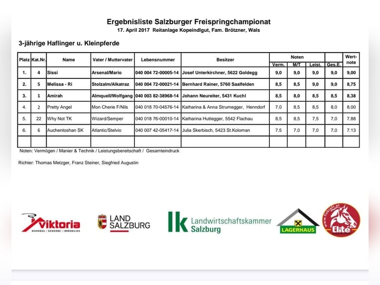 Pintos Gelding 11 years 15,2 hh Chestnut-Red in Golling