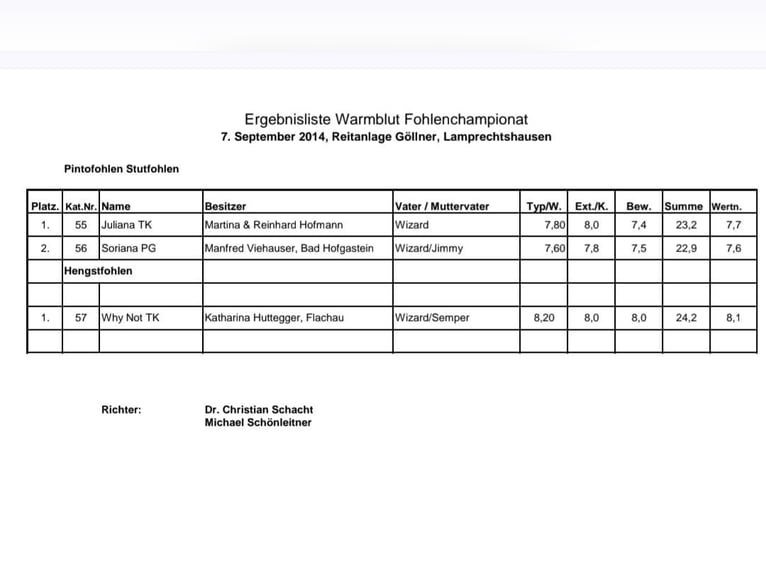 Pintos Gelding 11 years 15,2 hh Chestnut-Red in Golling