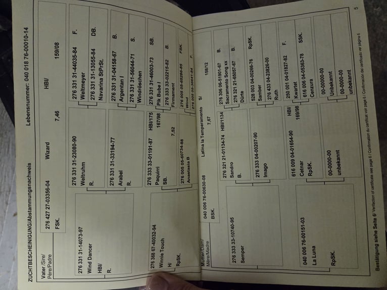 Pintos Gelding 11 years 15,2 hh Chestnut-Red in Golling