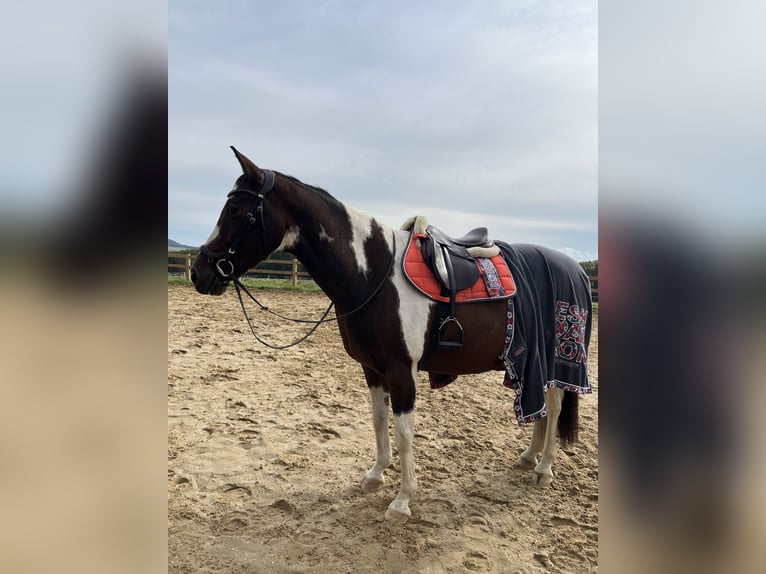 Pintos Mix Gelding 12 years 15,3 hh Pinto in Dornburg