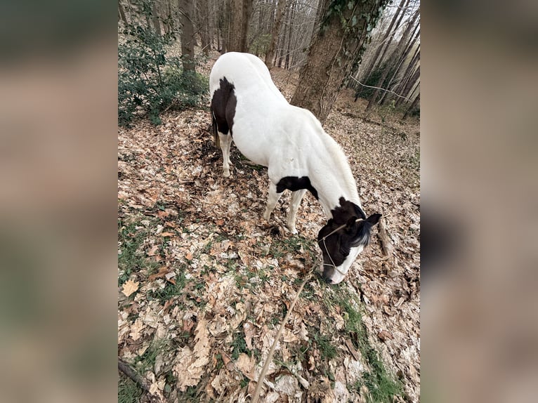 Pintos Mix Gelding 13 years 15.2 hh Pinto in Straelen