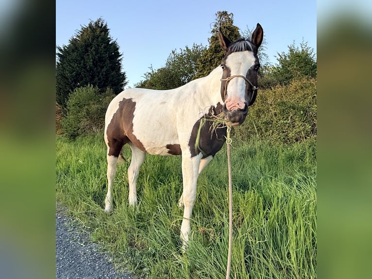 Pintos Mix Gelding 13 years 15.2 hh Pinto in Straelen
