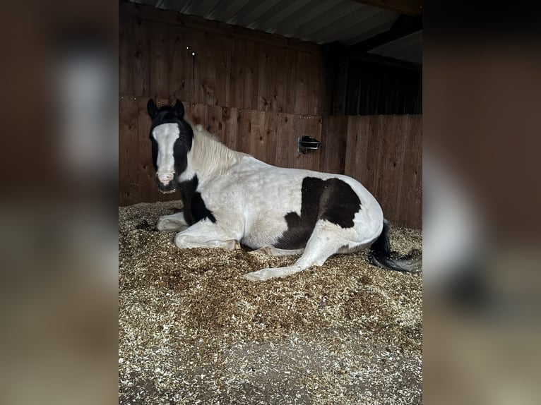 Pintos Mix Gelding 13 years 15,2 hh Pinto in Straelen