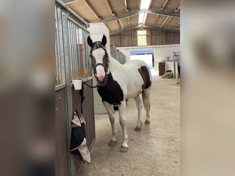 Pintos Mix Gelding 13 years 15,2 hh Pinto in Straelen