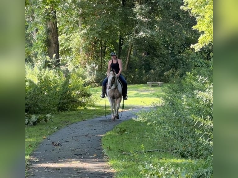 Pintos Gelding 14 years 14 hh in Granby, CT