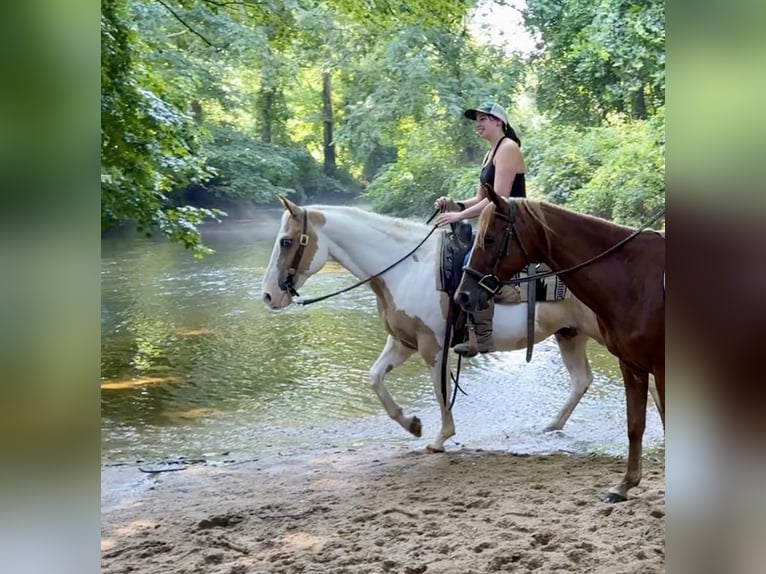 Pintos Gelding 14 years 14 hh in Granby, CT