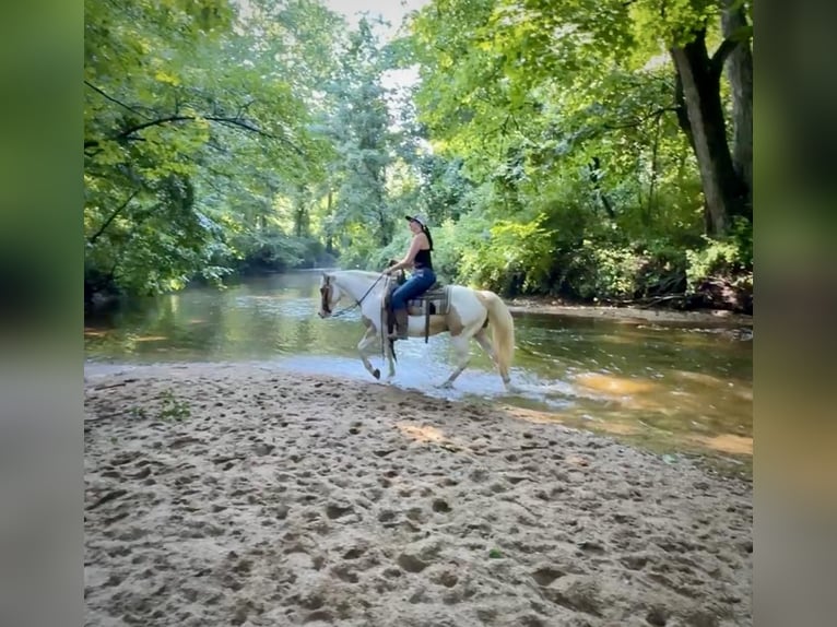 Pintos Gelding 14 years 14 hh in Granby, CT