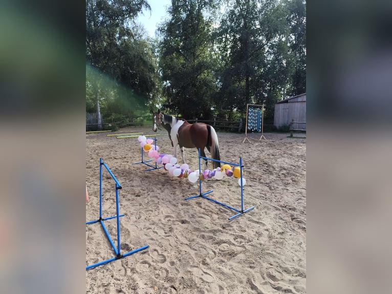 Pintos Mix Gelding 14 years 15.1 hh  in Hechthausen