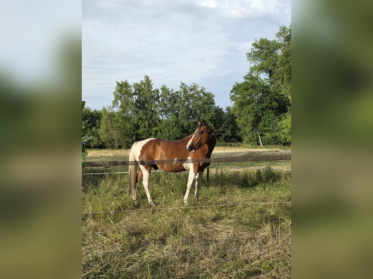 Pintos Mix Gelding 14 years 15.1 hh  in Hechthausen
