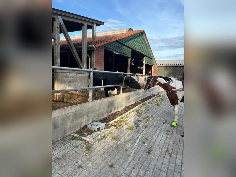 Pintos Mix Gelding 14 years 15.1 hh  in Hechthausen