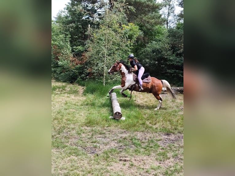 Pintos Mix Gelding 14 years 15.1 hh  in Hechthausen