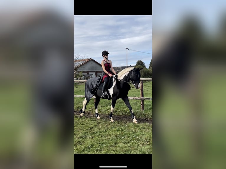 Pintos Gelding 14 years 15,2 hh Pinto in Groß Grönau