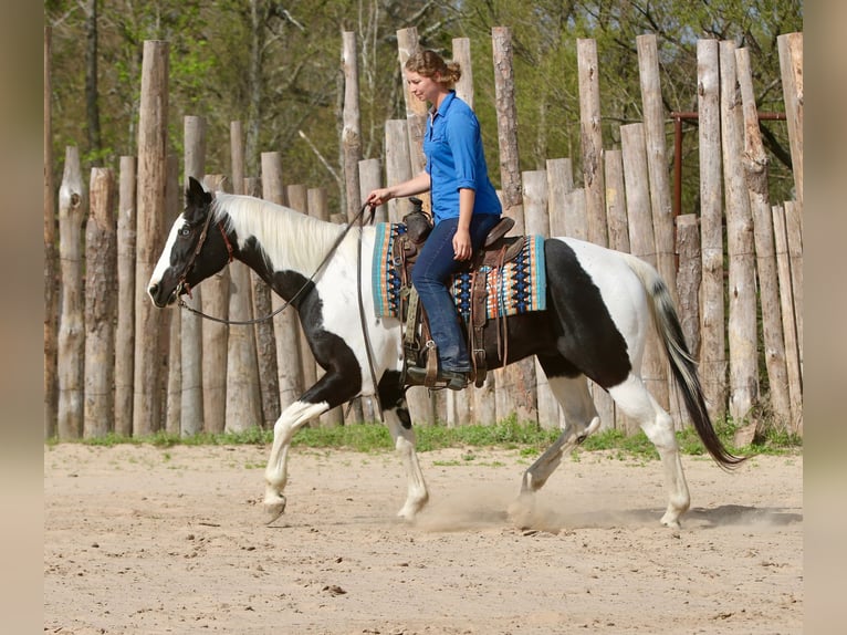 Pintos Gelding 14 years 15.2 hh Pinto in Athens