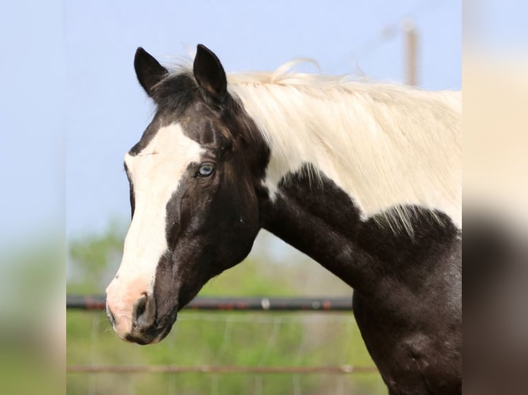 Pintos Gelding 14 years 15.2 hh Pinto in Athens