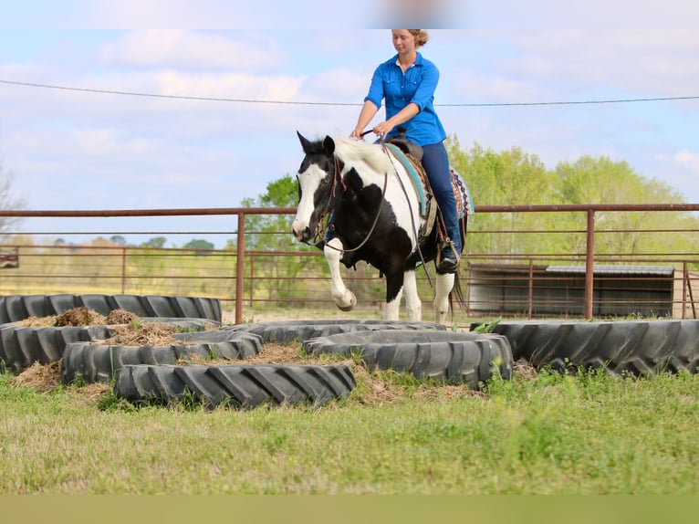Pintos Gelding 14 years 15.2 hh Pinto in Athens