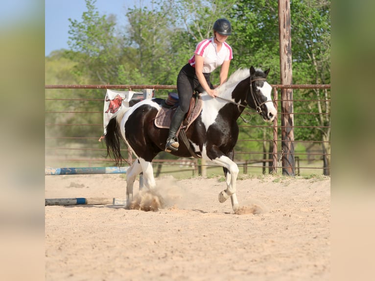 Pintos Gelding 14 years 15.2 hh Pinto in Athens