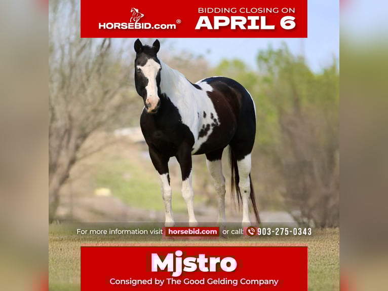 Pintos Gelding 14 years 15.2 hh Pinto in Athens