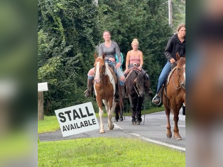 Pintos Gelding 14 years 15 hh Pinto in Granby, CT