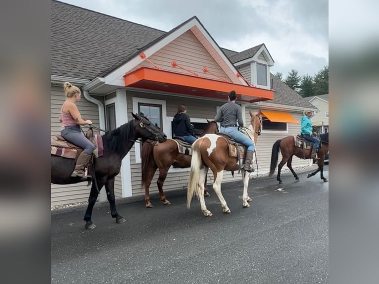 Pintos Gelding 14 years 15 hh Pinto in Granby, CT