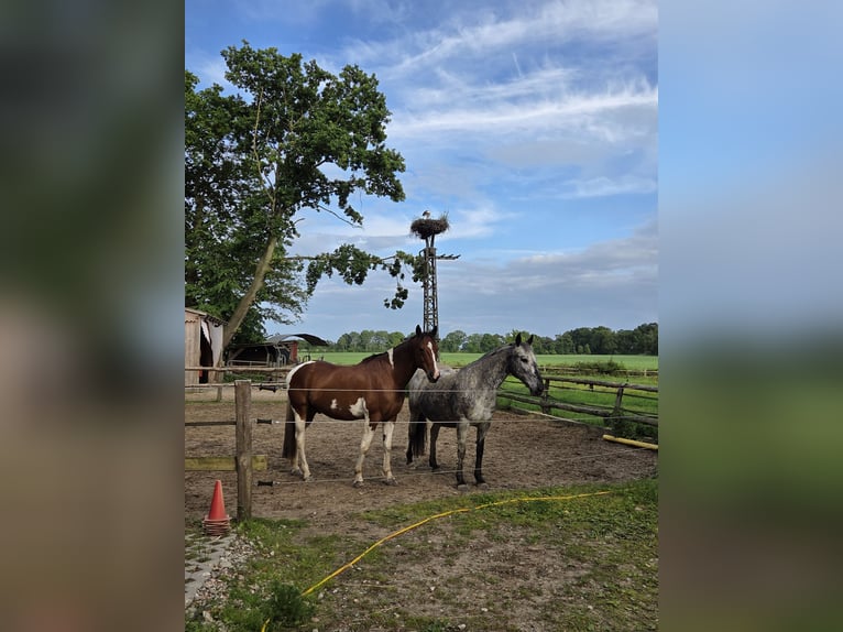Pintos Mix Gelding 14 years 15,1 hh Pinto in Drochtersen