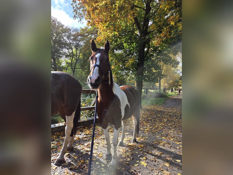 Pintos Mix Gelding 14 years 15,1 hh Pinto in Drochtersen
