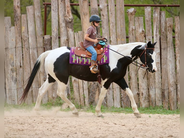Pintos Gelding 14 years 15,2 hh Pinto in Athens