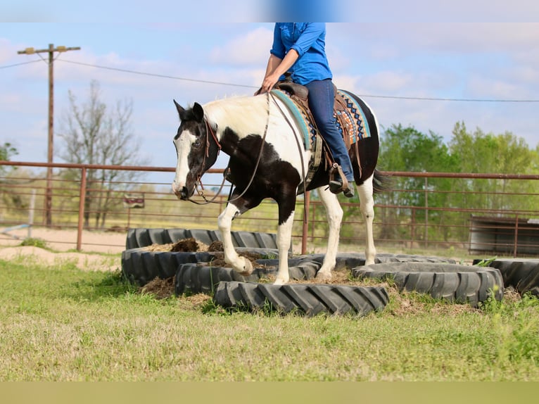 Pintos Gelding 14 years 15,2 hh Pinto in Athens