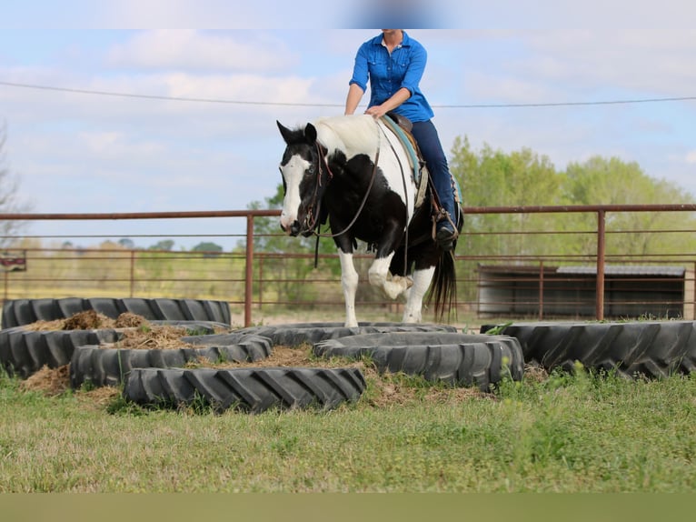 Pintos Gelding 14 years 15,2 hh Pinto in Athens