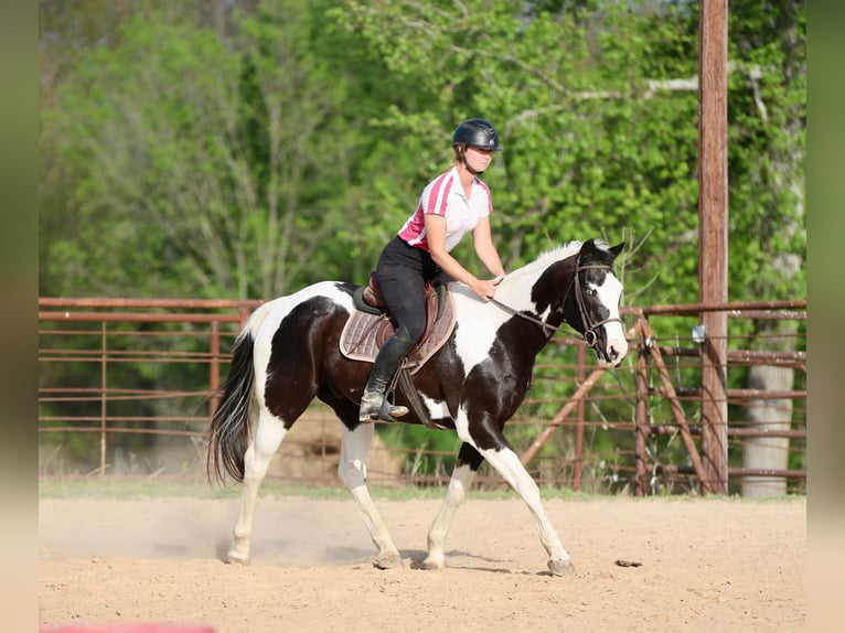 Pintos Gelding 14 years 15,2 hh Pinto in Athens