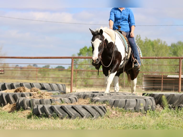 Pintos Gelding 14 years 15,2 hh Pinto in Athens