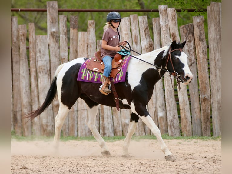 Pintos Gelding 14 years 15,2 hh Pinto in Athens