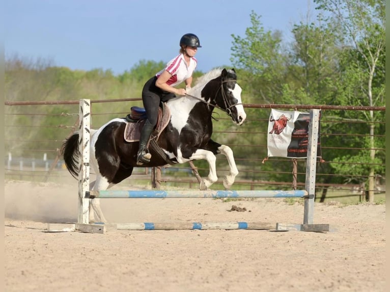 Pintos Gelding 14 years Pinto in Athens