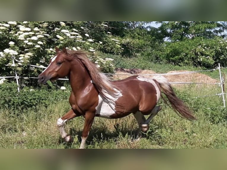 Pintos Mix Gelding 15 years 13,2 hh Tobiano-all-colors in Eichendorf