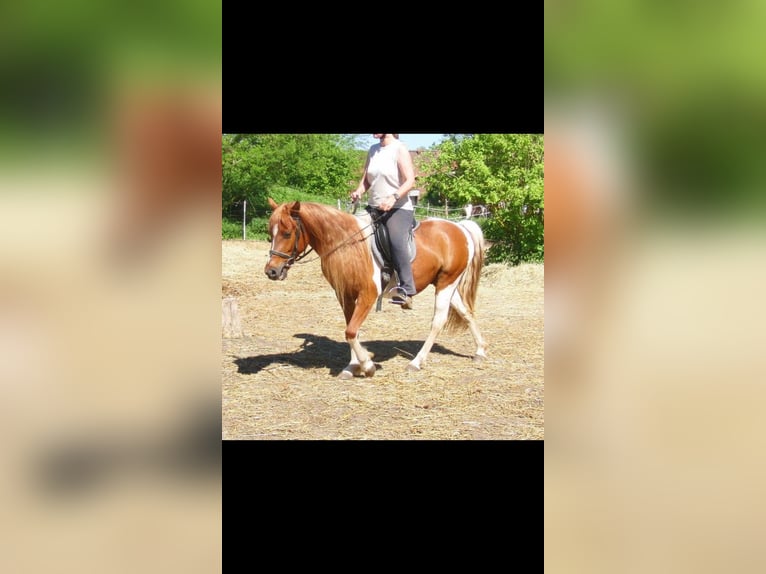 Pintos Mix Gelding 15 years 13,2 hh Tobiano-all-colors in Eichendorf