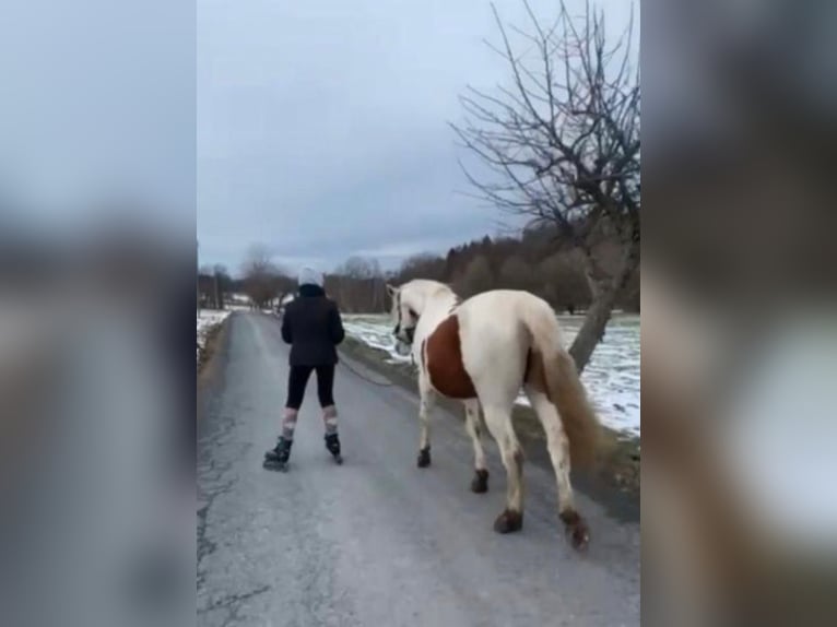 Pintos Gelding 15 years 14,2 hh in Bad Gottleuba-Berggießhübel