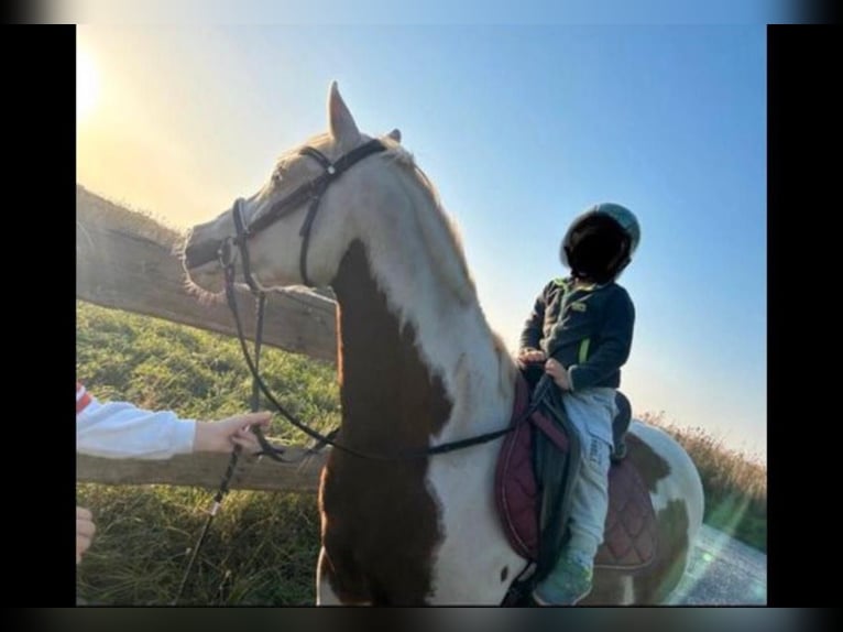 Pintos Gelding 15 years 14,2 hh Pinto in Bad Gottleuba-Berggießhübel