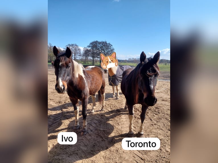 Pintos Gelding 15 years 15.1 hh Brown in Cuxhaven