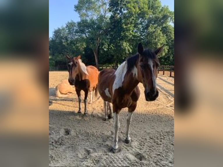 Pintos Gelding 16 years 17.2 hh Tobiano-all-colors in Wetteren